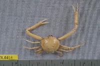 藏品(象牙長螯蟹)的圖片